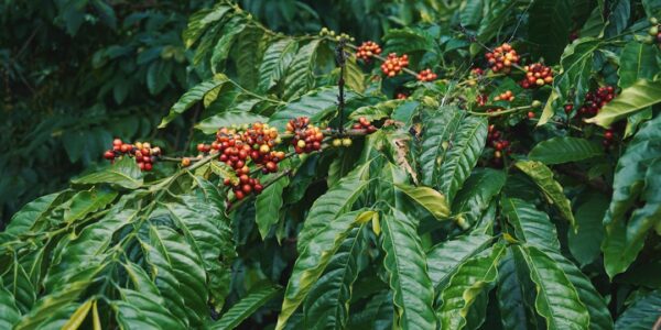 Photo Coffee beans